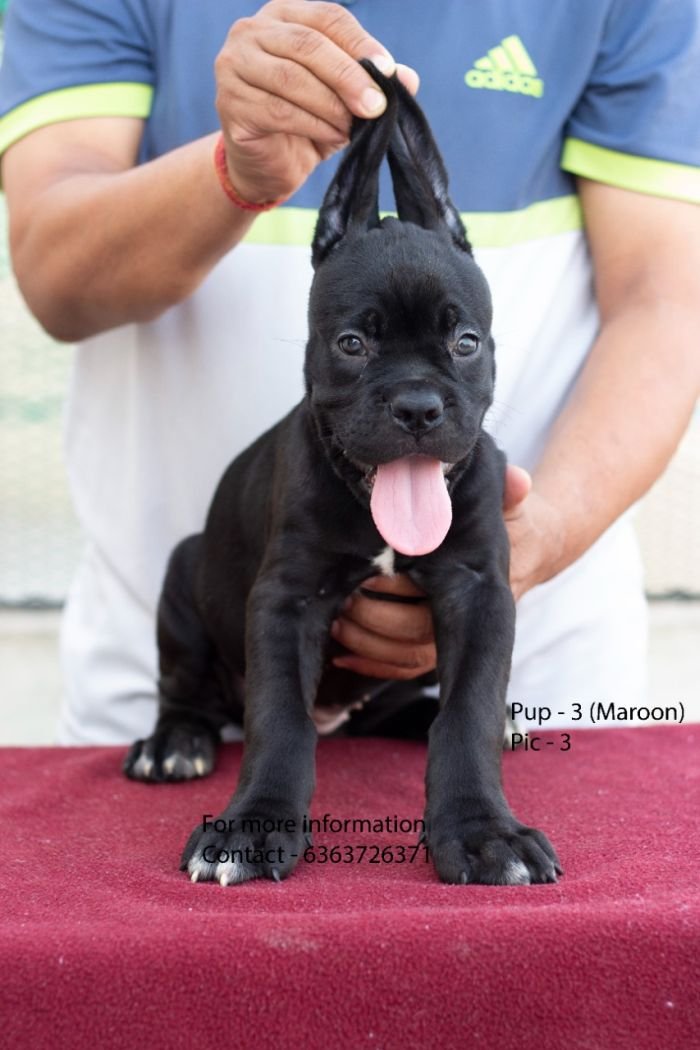 DogsIndia.com - Cane Corso - Navdeep Negi