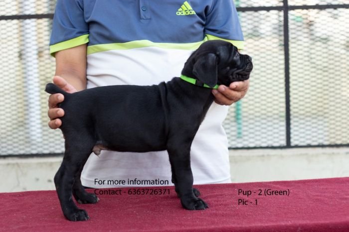 DogsIndia.com - Cane Corso - Navdeep Negi