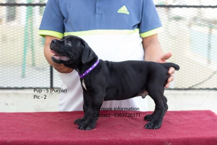 DogsIndia.com - Cane Corso - Navdeep Negi