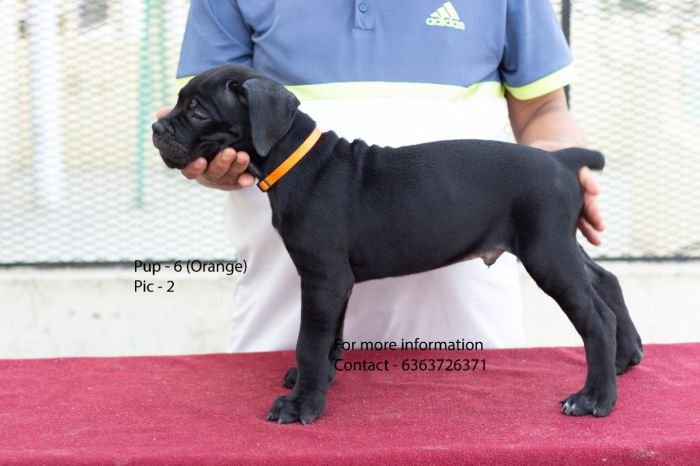 DogsIndia.com - Cane Corso - Navdeep Negi