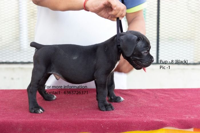 DogsIndia.com - Cane Corso - Navdeep Negi