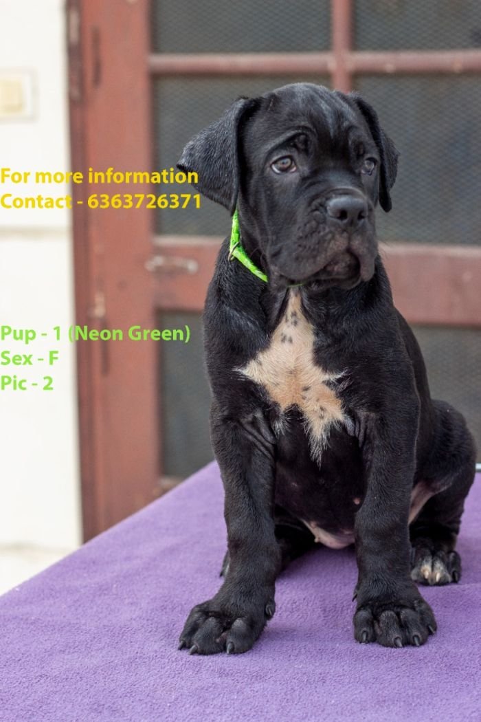 DogsIndia.com - Cane Corso - Navdeep Negi