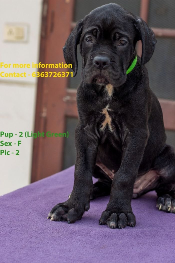 DogsIndia.com - Cane Corso - Navdeep Negi