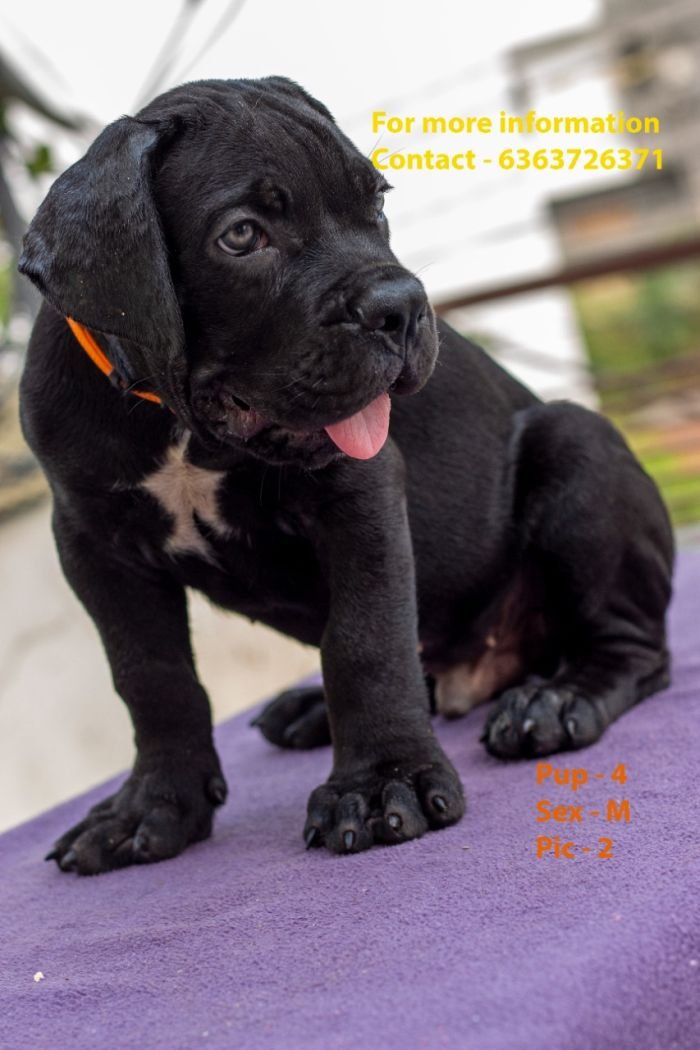 DogsIndia.com - Cane Corso - Navdeep Negi