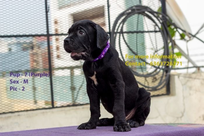 DogsIndia.com - Cane Corso - Navdeep Negi