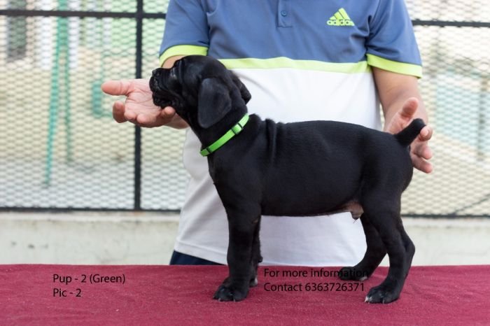 DogsIndia.com - Cane Corso - Navdeep Negi