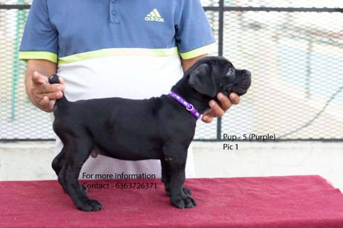 DogsIndia.com - Cane Corso - Navdeep Negi