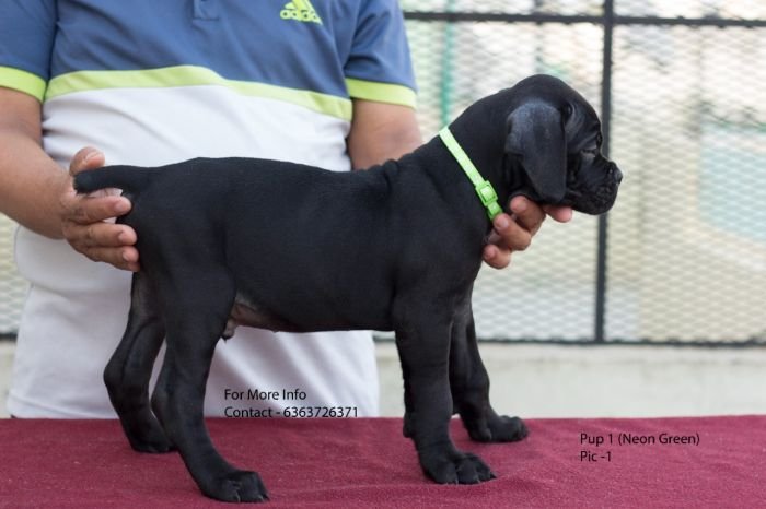 DogsIndia.com - Cane Corso - Navdeep Negi