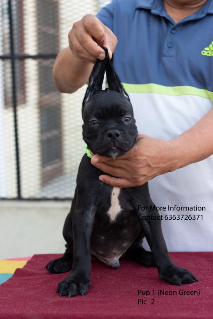 DogsIndia.com - Cane Corso - Navdeep Negi