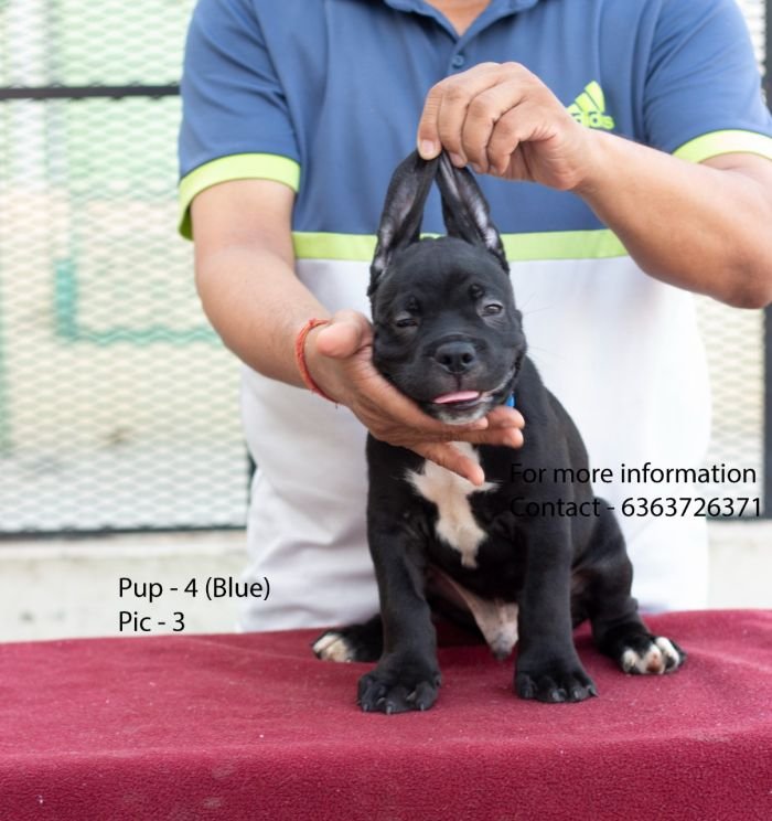 DogsIndia.com - Cane Corso - Navdeep Negi