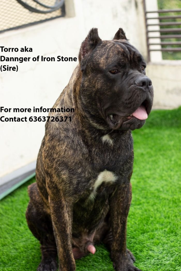 DogsIndia.com - Cane Corso - Navdeep Negi