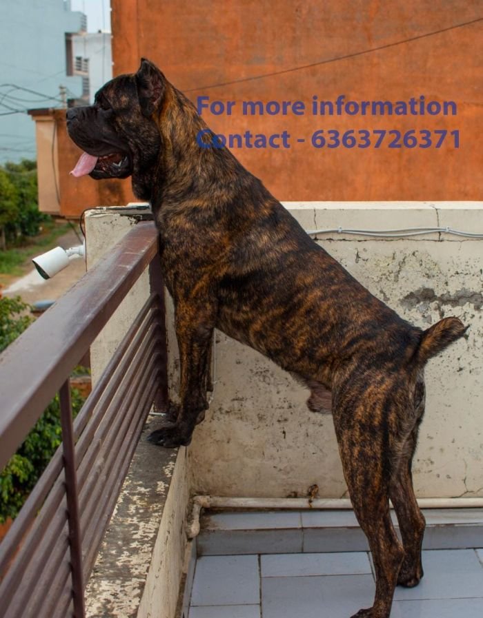 DogsIndia.com - Cane Corso - Navdeep Negi