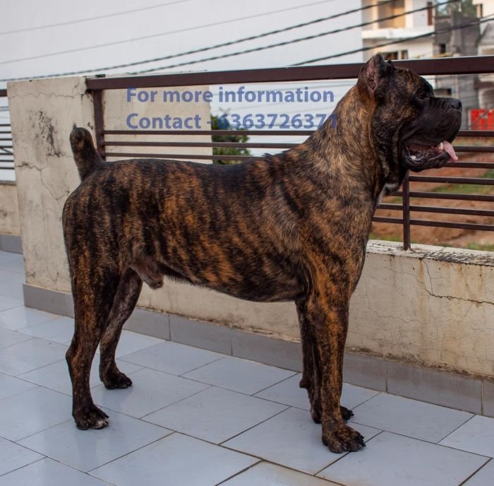 DogsIndia.com - Cane Corso - Navdeep Negi