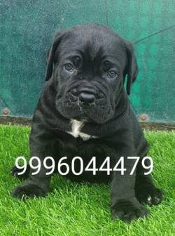 DogsIndia.com - Cane Corso - Shining Star