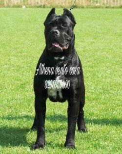 DogsIndia.com - Cane Corso - Vipul