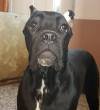 DogsIndia.com - Cane Corso - Vipul Goel