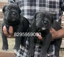 DogsIndia.com - Cane Corso - Vipul Goel