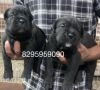 DogsIndia.com - Cane Corso - Vipul Goel