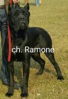 DogsIndia.com - Cane Corso -Vipul