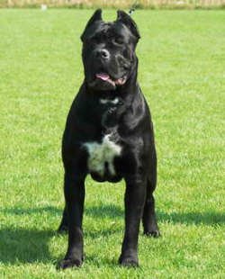 DogsIndia.com - Cane Corso - Vipul Goel