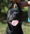 DogsIndia.com - Cane Corso - Shabeer