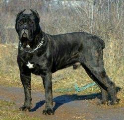 DogsIndia.com - Cane Corso - Shabeer