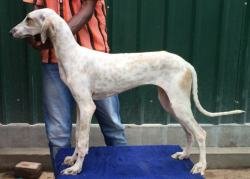 DogsIndia.com - Caravan Hound - Anish