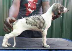 DogsIndia.com - Caravan Hound - Anish