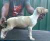 DogsIndia.com - Caravan Hound - Anish