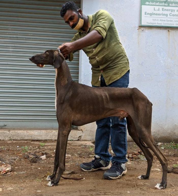 Litter Box Caravan Hound Attilas Kennel