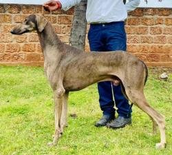 DogsIndia.com - Caravan Hound - Attila's