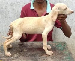 DogsIndia.com - Caravan Hound - Attila's
