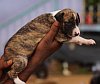 DogsIndia.com - Caravan Hound - Barking House Kennel - Vincent