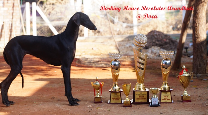 DogsIndia.com - Caravan Hound - Barking House Kennel - Vincent