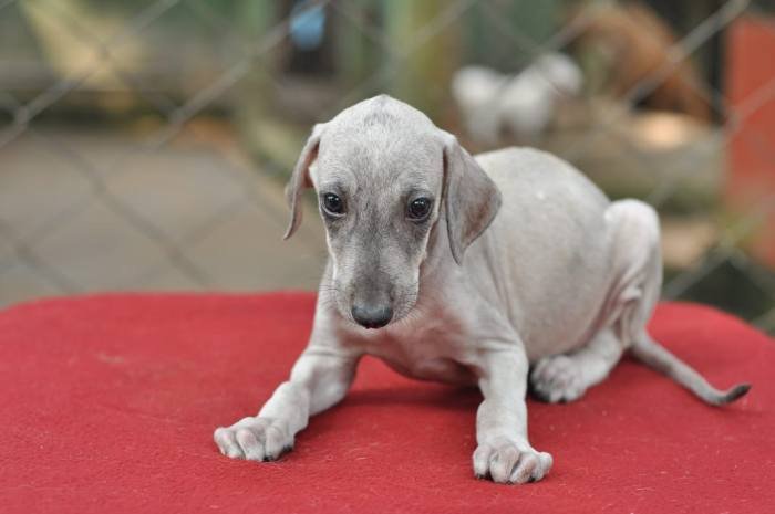 DogsIndia - Caravan Hound - Birva Kennels