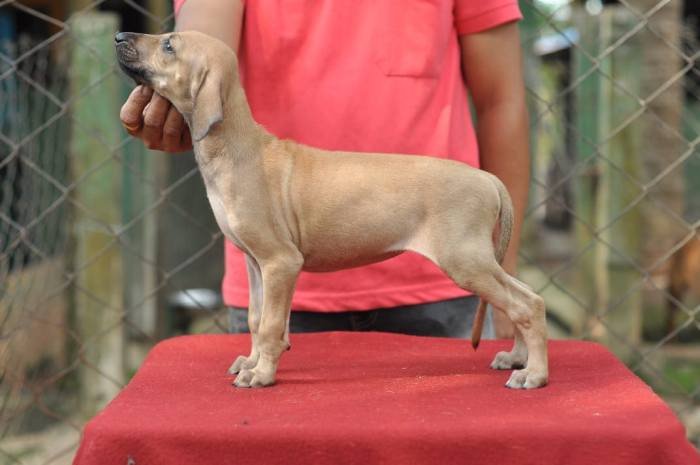 DogsIndia - Caravan Hound - Birva Kennels