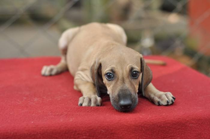 DogsIndia - Caravan Hound - Birva Kennels