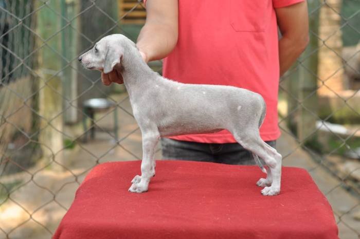 DogsIndia - Caravan Hound - Birva Kennels