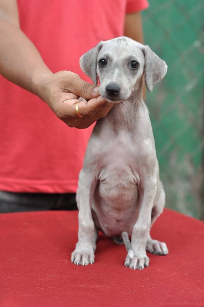 DogsIndia - Caravan Hound - Birva Kennels