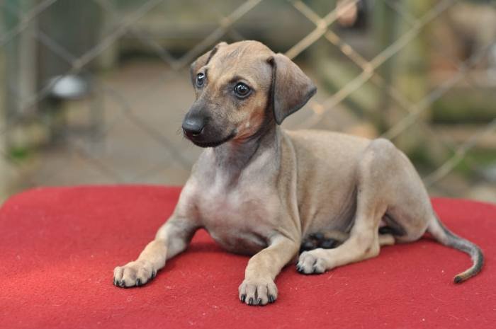 Caravan Hound Puppies, Top of the Line, Show Quality Available For Sale To Show & Family Homes