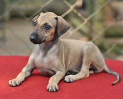 Caravan Hound Puppies, Top of the Line, Show Quality Available For Sale To Show & Family Homes