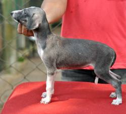 Caravan Hound Puppies, Top of the Line, Show Quality Available For Sale To Show & Family Homes