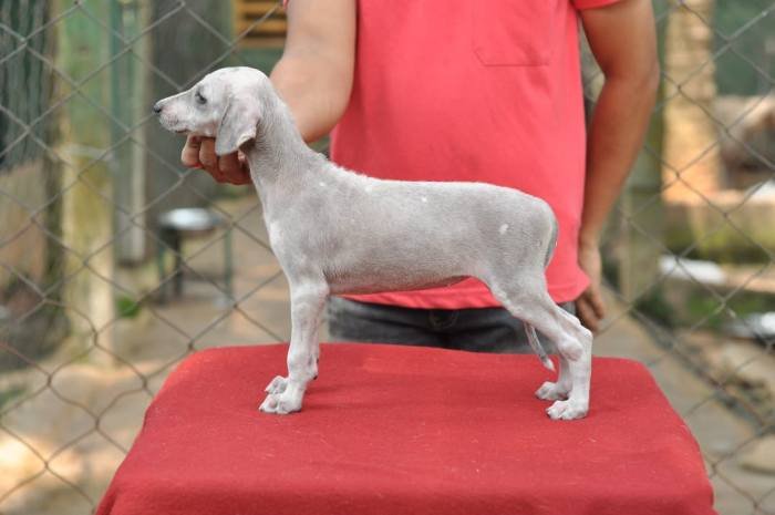 DogsIndia.com - Caravan Hound - Birva