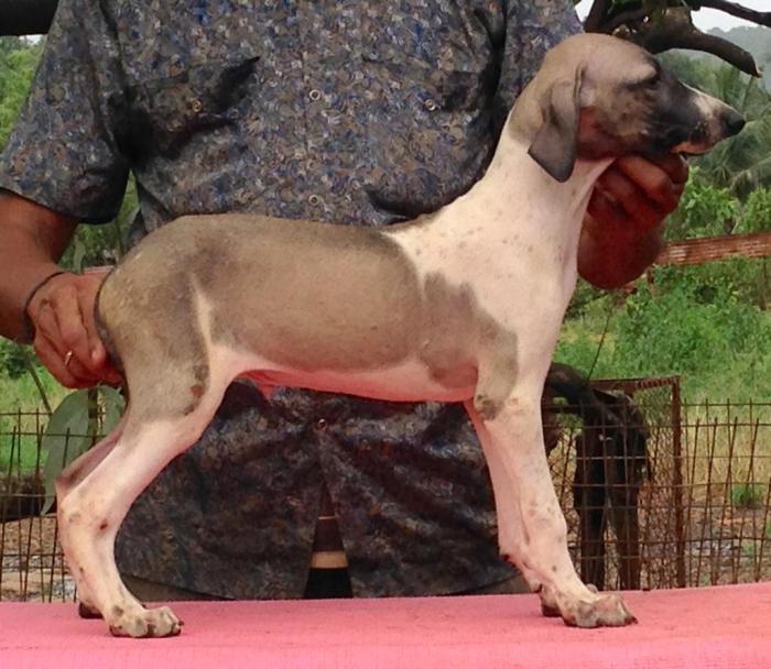 DogsIndia.com - Caravan Hound - Karben's Kennel - Prasad Mayekar