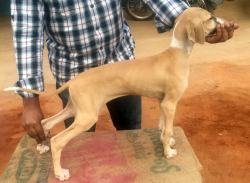 DogsIndia.com - Caravan Hound - Lakshmikanth, Coimbatore