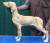 DogsIndia.com - Caravan Hound - Tazi Kennels