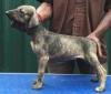 DogsIndia.com - Caravan Hound - Tazi Kennels