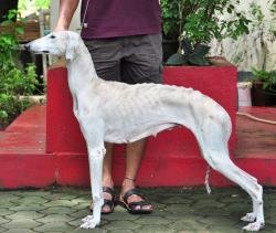 DogsIndia.com - Caravan Hound - Zoi Kennel