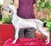 DogsIndia.com - Caravan Hound - Zoi Kennel