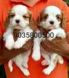 DogsIndia.com - Cavalier King Charles Spaniel - Sanrams